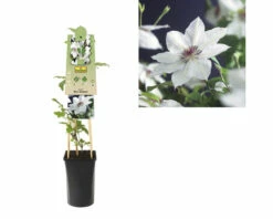 Großblumige Waldrebe FloraSelf Clematis Hybride 'Miss Bateman' H 50-70 Cm Co 2,3 L 5 Großblumige Waldrebe FloraSelf Clematis Hybride 'Miss Bateman' H 50-70 Cm Co 2,3 L -FloraSelf Geschäft DV 8 3897896 03 4c DE 20230228194758