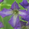 Waldrebe FloraSelf Clematis Viticella H 50-70 Cm Co 2,3 L Blau -FloraSelf Geschäft DV 8 3897929 02 4c DE 20210329094759