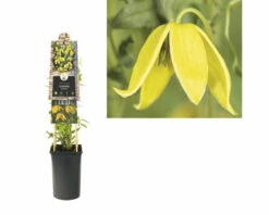 Mongolei-Waldrebe FloraSelf Clematis Tangutica H 50-70 Cm Co 2,3 L -FloraSelf Geschäft DV 8 3897933 03 4c DE 20230228201651