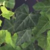 Efeu FloraSelf Hedera Hibernica H Ca. 190 Cm Co 5 L