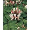Geißblatt FloraSelf Lonicera Japonica 'Red World' 53-70 Cm -FloraSelf Geschäft DV 8 3897958 01 4c DE 20210329094759