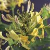 Geißblatt FloraSelf Lonicera Periclymenum H 53-70 Cm Co 2,3 L Gelb/weiß -FloraSelf Geschäft DV 8 3897961 03 4c DE 20210329094759