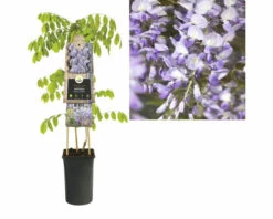 Glyzine FloraSelf Wisteria Sinensis 'Prolific' H 50-70 Cm Co 2,3 L -FloraSelf Geschäft DV 8 3897971 04 4c DE 20230301051652