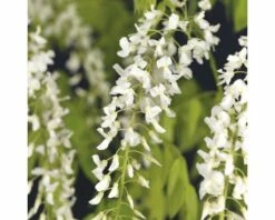 Blauregen FloraSelf Wisteria Floribunda 'Alba' 53-70 Cm