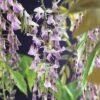 Blauregen FloraSelf Wisteria Floribunda 'Rosea' H 50-70 Cm Co 2,3 L -FloraSelf Geschäft DV 8 3897973 01 4c DE 20210625091656