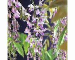 Blauregen FloraSelf Wisteria Floribunda 'Rosea' H 50-70 Cm Co 2,3 L