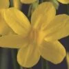 Winter Jasmin FloraSelf Jasminum Nudiflorum H 50-70 Cm Co 2,3 L -FloraSelf Geschäft DV 8 3897974 02 4c DE 20210329094659
