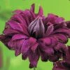 Waldrebe FloraSelf Clematis Viticella 'Purpurea Plena Elegans' H 50-70 Cm Co 2,3 L