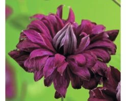 Waldrebe FloraSelf Clematis Viticella 'Purpurea Plena Elegans' H 50-70 Cm Co 2,3 L