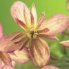 Berg-Waldrebe FloraSelf Clematis Montana 'Marjorie' H 50-70 Cm Co 2,3 L