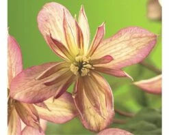 Berg-Waldrebe FloraSelf Clematis Montana 'Marjorie' H 50-70 Cm Co 2,3 L