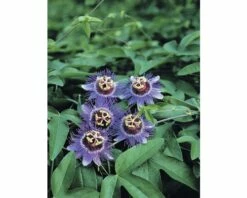 Passionsblume FloraSelf Passiflora Caerulea 'Purple Haze' H 50-70 Cm Ø 16 Cm Topf -FloraSelf Geschäft DV 8 3898007 01 4c DE 20210609121753