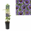 Passionsblume FloraSelf Passiflora Caerulea 'Purple Haze' H 50-70 Cm Ø 16 Cm Topf -FloraSelf Geschäft DV 8 3898007 03 4c DE 20230301051652