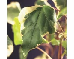 Efeu FloraSelf Hedera Helix 'Gloire De Marengo' H 50-70 Cm Co 2,3 L