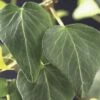 Efeu FloraSelf Hedera Helix 'Natasja' H 50-70 Cm Co 2,3 L -FloraSelf Geschäft DV 8 3898014 02 4c DE 20210329094659