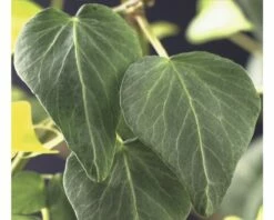 Efeu FloraSelf Hedera Helix 'Natasja' H 50-70 Cm Co 2,3 L