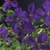 Italienische Waldrebe FloraSelf Clematis Viticella 'Polish Spirit' H 50-70 Cm Co 2,3 L -FloraSelf Geschäft DV 8 3898035 01 4c DE 20210329094659