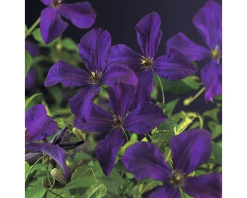 Italienische Waldrebe FloraSelf Clematis Viticella 'Polish Spirit' H 50-70 Cm Co 2,3 L 3 Italienische Waldrebe FloraSelf Clematis Viticella 'Polish Spirit' H 50-70 Cm Co 2,3 L