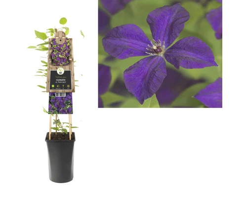 Italienische Waldrebe FloraSelf Clematis Viticella 'Polish Spirit' H 50-70 Cm Co 2,3 L 4 Italienische Waldrebe FloraSelf Clematis Viticella 'Polish Spirit' H 50-70 Cm Co 2,3 L – Bild 2