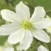 Waldrebe FloraSelf Clematis-Cultivars 'Early Sensation' H 50-70 Cm Co 2,3 L -FloraSelf Geschäft DV 8 3898053 02 4c DE 20190115174755