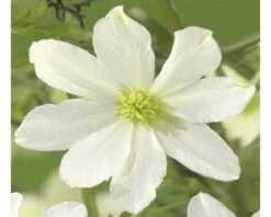Waldrebe FloraSelf Clematis-Cultivars 'Early Sensation' H 50-70 Cm Co 2,3 L