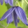 Akelei-Waldrebe FloraSelf Clematis Macropetala H 50-70 Cm Co 2,3 L -FloraSelf Geschäft DV 8 3898073 02 4c DE 20210329094659