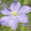Waldrebe FloraSelf Clematis-Cultivars 'Prince Charles' H 50-70 Cm Co 2,3 L -FloraSelf Geschäft DV 8 3898095 02 4c DE 20210329094659