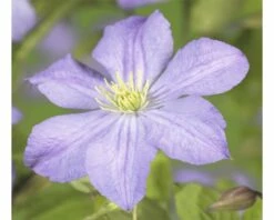 Waldrebe FloraSelf Clematis-Cultivars 'Prince Charles' H 50-70 Cm Co 2,3 L