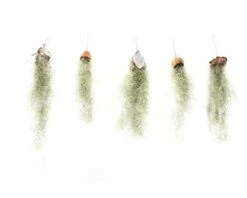 Tillandsie, Louisianamoos Ampel FloraSelf Tillandsia Usneoides FloraSelf H 30-50 Cm