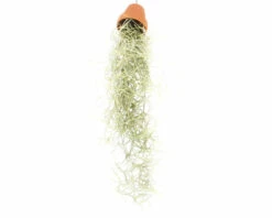 Tillandsie, Louisianamoos Ampel FloraSelf Tillandsia Usneoides FloraSelf H 30-50 Cm -FloraSelf Geschäft DV 8 4018757 03 4c RO 20210217045812
