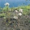 Schildblatt FloraSelf Darmera Peltata H 5-40 Cm Co 0,6 L -FloraSelf Geschäft DV 8 4509216 01 4c DE 20200221094750