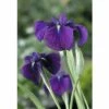 Wasserschwertlilie FloraSelf Iris Kaempferi 'Variegata' H 20-60 Cm Co 0,6 L -FloraSelf Geschäft DV 8 4509230 01 4c DE 20190322114657