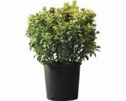 Spindelstrauch Kugel FloraSelf Euonimus Japonicus 'Aureus' H 50-60 Cm Co 30 L