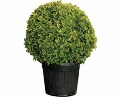 Spindelstrauch FloraSelf Euonimus Japonicus 'Bravo' H 50-60 Cm Co 30 L