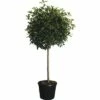 Glanzmispel Halbstamm FloraSelf Photinia Fraseri 'Red Robin' H 130 Cm Co 25 L -FloraSelf Geschäft DV 8 4610975 01 4c CH 20181020204659
