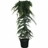 Hänge-Himalaya-Zeder FloraSelf Cedrus Deodara 'Pendula' H 160-180 Cm H 45 L 1 Hänge-Himalaya-Zeder FloraSelf Cedrus Deodara 'Pendula' H 160-180 Cm H 45 L -FloraSelf Geschäft DV 8 4610983 01 4c CH 20181022064655