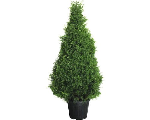 Sicheltanne FloraSelf Cryptomeria Japonica 'Elegans' H 140-160 Cm Co 35 L 3 Sicheltanne FloraSelf Cryptomeria Japonica 'Elegans' H 140-160 Cm Co 35 L