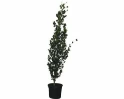 Säulenblutbuche FloraSelf Fagus Sylvatica 'Dawyck' H 250-270 Cm Co 55 L