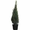 Säulenwacholder FloraSelf Juniperus Virginiana 'Blue Arrow' H 170-190 Cm Co 30 L -FloraSelf Geschäft DV 8 4610995 01 4c CH 20181022064755