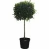 Glanzmispel Halbstamm FloraSelf Photinia Fraseri 'Red Robin' H 140-150 Cm Co 45 L 1 Glanzmispel Halbstamm FloraSelf Photinia Fraseri 'Red Robin' H 140-150 Cm Co 45 L -FloraSelf Geschäft DV 8 4610999 01 4c CH 20181022141753