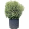 Lebensbaum FloraSelf Thuja Occidentalis 'Tiny Tim' H 50-60 Cm Co 30 L -FloraSelf Geschäft DV 8 4611002 01 4c CH 20181022144656