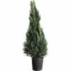 Blaue Säulenzypresse, Scheinzypresse FloraSelf Chamaecyparis Lawsoniana 'Colomnaris Glauca' H 150-175 Cm Co 30 L -FloraSelf Geschäft DV 8 4611004 01 4c CH 20181031051658