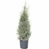 Wacholder FloraSelf Juniperus Communis 'Hibernica' H 150-170 Cm Co 30 L -FloraSelf Geschäft DV 8 4611007 01 4c CH 20181022144656