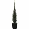 Wacholder FloraSelf Juniperus Communis H 100-110 Cm Co 15 L -FloraSelf Geschäft DV 8 4611012 01 4c CH 20181022134759