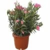 Oleander FloraSelf Nerium Oleander H 100-120 Cm Ø 40 Cm Topf Rosa 2 Oleander FloraSelf Nerium Oleander H 100-120 Cm Ø 40 Cm Topf Rosa -FloraSelf Geschäft DV 8 4620563 01 4c CH 20190305101656