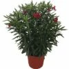 Oleander FloraSelf Nerium Oleander H 100-120 Cm Ø 40 Cm Topf Rot -FloraSelf Geschäft DV 8 4620564 01 4c CH 20181129053747
