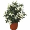 Oleander FloraSelf Nerium Oleander H 100-120 Cm Ø 40 Cm Topf Weiß -FloraSelf Geschäft DV 8 4620565 01 4c CH 20190305101656