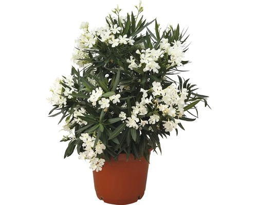 Oleander FloraSelf Nerium Oleander H 100-120 Cm Ø 40 Cm Topf Weiß 3 Oleander FloraSelf Nerium Oleander H 100-120 Cm Ø 40 Cm Topf Weiß