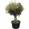 Olivenbaum FloraSelf Olea Europaea H 140-160 Cm Ø 60 Cm Topf 2 Olivenbaum FloraSelf Olea Europaea H 140-160 Cm Ø 60 Cm Topf -FloraSelf Geschäft DV 8 4620570 01 4c DE 20190131194759