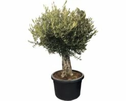Olivenbaum FloraSelf Olea Europaea H 140-160 Cm Ø 60 Cm Topf